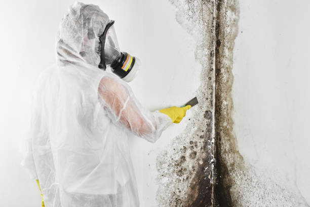 Reliable Riverside, MO Mold Removal Solutions