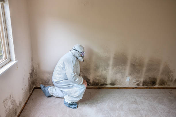 Office Mold Removal Services in Riverside, MO