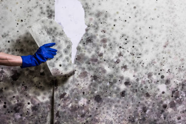 Best Office Mold Removal Services  in Riverside, MO