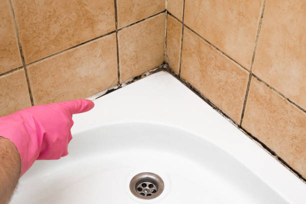 Best Mold Damage Repair  in Riverside, MO